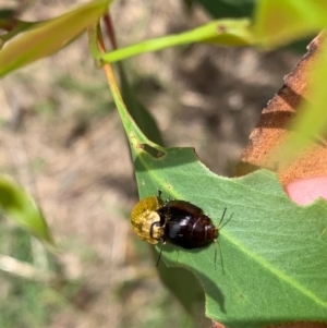 Paropsisterna cloelia at Murrumbateman, NSW - 18 Feb 2021