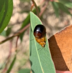 Paropsisterna cloelia at Murrumbateman, NSW - 18 Feb 2021