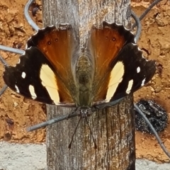 Vanessa itea (Yellow Admiral) at Isaacs, ACT - 12 Feb 2021 by galah681