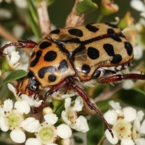 Neorrhina punctata at Dunlop, ACT - 17 Feb 2021