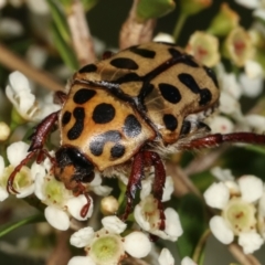 Neorrhina punctata at Dunlop, ACT - 17 Feb 2021