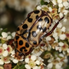 Neorrhina punctata at Dunlop, ACT - 17 Feb 2021