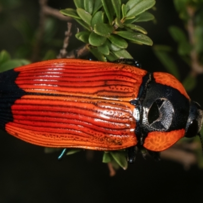 Temognatha thoracica (Jewel beetle) at Dunlop, ACT - 17 Feb 2021 by kasiaaus