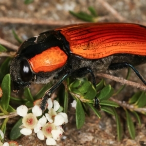 Temognatha thoracica at Dunlop, ACT - 17 Feb 2021