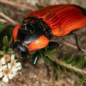 Temognatha thoracica at Dunlop, ACT - 17 Feb 2021