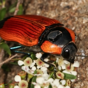 Temognatha thoracica at Dunlop, ACT - 17 Feb 2021