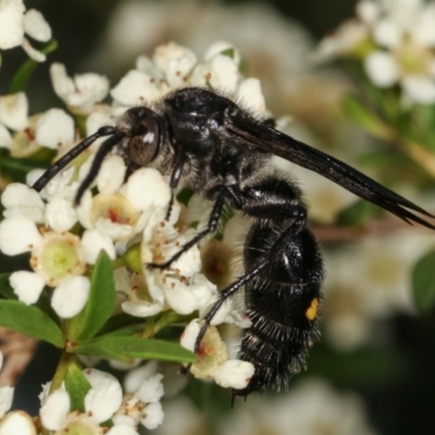 Australelis anthracina (Flower wasp) at Dunlop, ACT - 17 Feb 2021 by kasiaaus