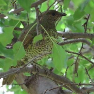 Ptilonorhynchus violaceus at Paddys River, ACT - 17 Feb 2021