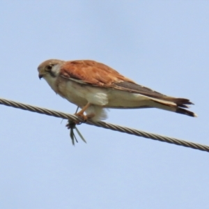 Falco cenchroides at Paddys River, ACT - 17 Feb 2021