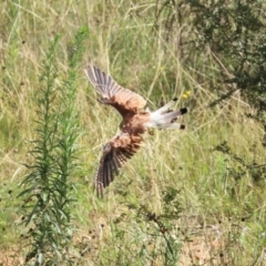 Falco cenchroides at Paddys River, ACT - 17 Feb 2021