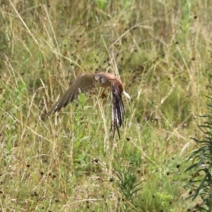 Falco cenchroides at Paddys River, ACT - 17 Feb 2021