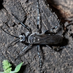 Turneromyia sp. (genus) (Zebra spider wasp) at Larbert, NSW - 15 Feb 2021 by Harrisi