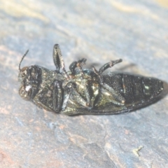 Castiarina vicina at Larbert, NSW - 15 Feb 2021