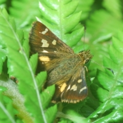 Dispar compacta (Barred Skipper) at Northangera, NSW - 15 Feb 2021 by Harrisi