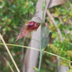 Calochilus therophilus at Northangera, NSW - 15 Feb 2021