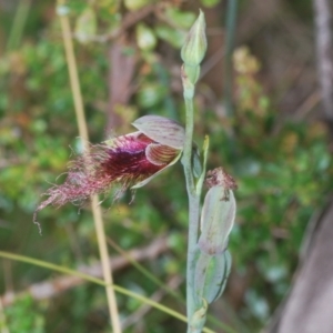 Calochilus therophilus at Northangera, NSW - 15 Feb 2021