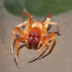 Clubiona sp. (genus) (Unidentified Stout Sac Spider) at ANBG - 14 Feb 2021 by TimL