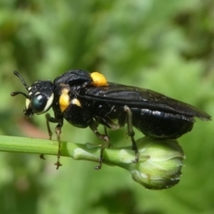Pergagrapta bicolor (A sawfly) at Jacka, ACT - 19 Dec 2020 by HarveyPerkins