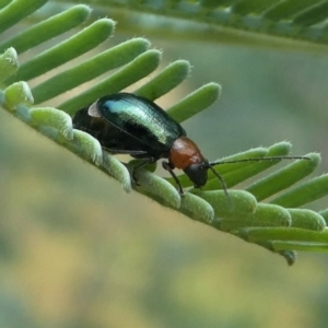 Adoxia benallae at Jacka, ACT - 19 Dec 2020