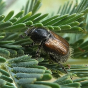 Automolius sp. (genus) at Jacka, ACT - 19 Dec 2020