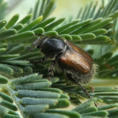 Automolius sp. (genus) (Scarab or Chafer beetle) at Jacka, ACT - 19 Dec 2020 by HarveyPerkins