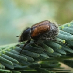 Automolius sp. (genus) at Jacka, ACT - 19 Dec 2020