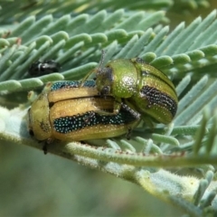 Calomela vittata (Acacia leaf beetle) at Jacka, ACT - 19 Dec 2020 by HarveyPerkins