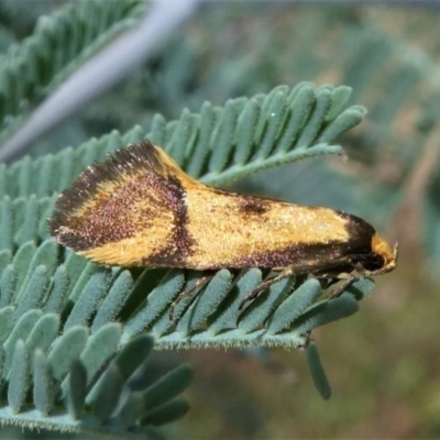 Isomoralla pyrrhoptera (A concealer moth) at Jacka, ACT - 19 Dec 2020 by HarveyPerkins