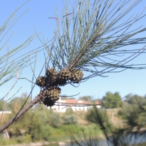 Casuarina cunninghamiana subsp. cunninghamiana at Stromlo, ACT - 20 Jan 2021