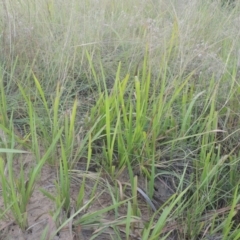 Imperata cylindrica (Blady Grass) at Greenway, ACT - 31 Jan 2021 by michaelb