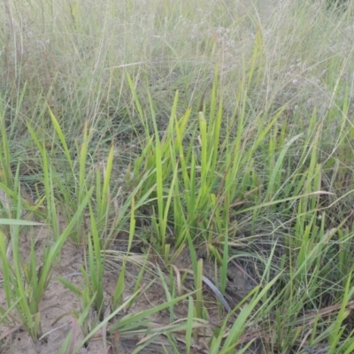 Imperata cylindrica (Blady Grass) at Pine Island to Point Hut - 31 Jan 2021 by michaelb