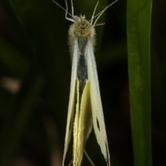 Pieris rapae at Dunlop, ACT - 17 Feb 2021