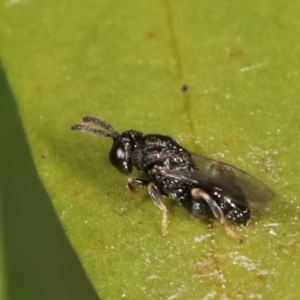 Chalcididae (family) at Dunlop, ACT - 17 Feb 2021