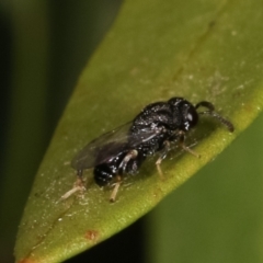 Chalcididae (family) at Dunlop, ACT - 17 Feb 2021