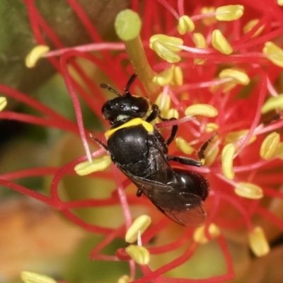 Hylaeus (Gnathoprosopis) amiculinus (Hylaeine colletid bee) at Dunlop, ACT - 17 Feb 2021 by kasiaaus