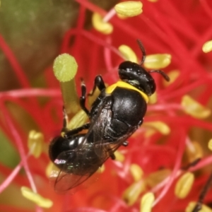 Hylaeus (Gnathoprosopis) amiculinus at Dunlop, ACT - 17 Feb 2021