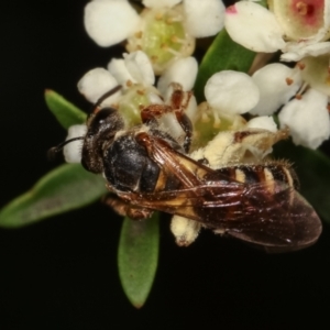 Lasioglossum (Chilalictus) bicingulatum at Dunlop, ACT - 17 Feb 2021