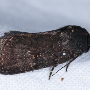 Proteuxoa provisional species 1 at Melba, ACT - 17 Feb 2021 11:57 PM