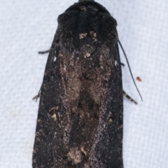 Proteuxoa provisional species 1 at Melba, ACT - 17 Feb 2021 11:57 PM