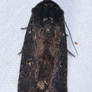 Proteuxoa provisional species 1 at Melba, ACT - 17 Feb 2021 11:57 PM