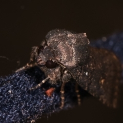 Proteuxoa provisional species 1 at Melba, ACT - 17 Feb 2021 11:57 PM