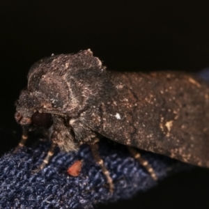 Proteuxoa provisional species 1 at Melba, ACT - 17 Feb 2021