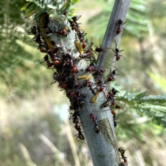 Iridomyrmex purpureus (Meat Ant) at Jerrabomberra, NSW - 19 Feb 2021 by Wandiyali