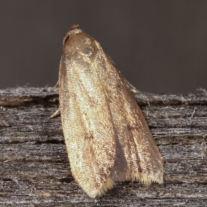 Oecophoridae (family) at Melba, ACT - 18 Feb 2021 12:00 AM