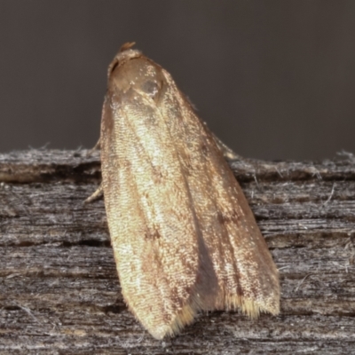 Oecophoridae (family) (Unidentified Oecophorid concealer moth) at Melba, ACT - 18 Feb 2021 by kasiaaus