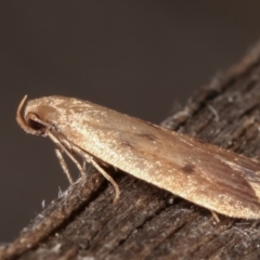 Oecophoridae (family) at Melba, ACT - 18 Feb 2021 12:00 AM