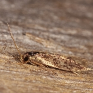 Oenochroa and Artiastis (genera) at Melba, ACT - 18 Feb 2021 12:03 AM