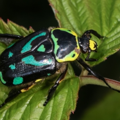 Chlorobapta frontalis (A flower scarab) at Cook, ACT - 18 Feb 2021 by kasiaaus