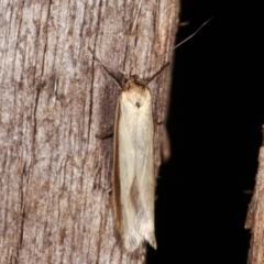 Palimmeces pseudomorpha at Melba, ACT - 18 Feb 2021 by kasiaaus