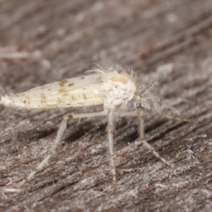 Nematocera sp. (suborder) at Melba, ACT - 18 Feb 2021